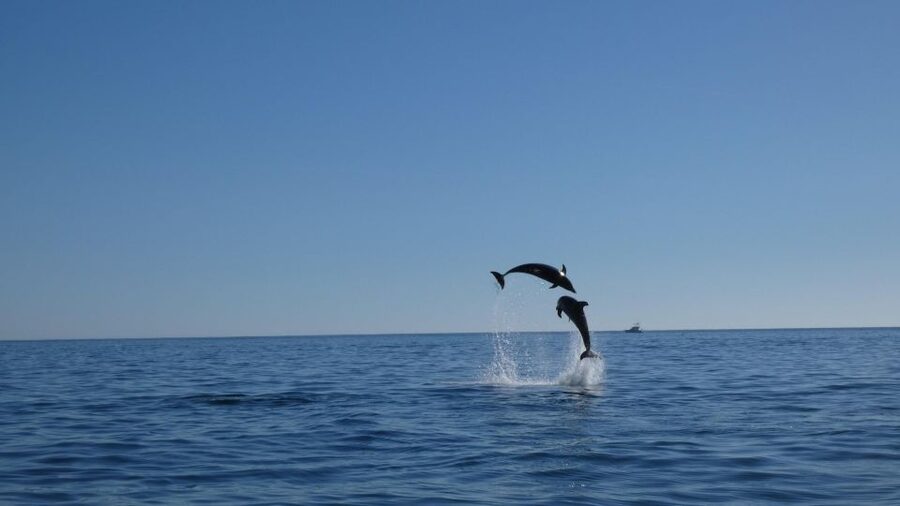 Sesimbra: Arrábida Dolphin and Whale Watching with Biologist - Returning along the Sesimbra shore