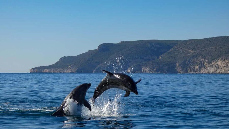 Sesimbra: Arrábida Dolphin and Whale Watching with Biologist - The marine biologist makes the difference