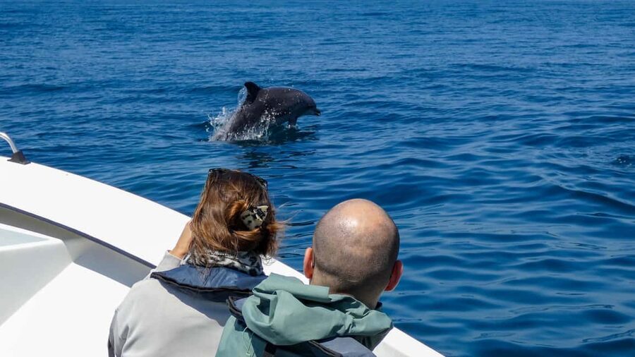 Sesimbra: Arrábida Dolphin and Whale Watching with Biologist - Who should book this experience?