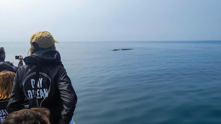 Sesimbra: Arrábida Dolphin and Whale Watching with Biologist - Meeting the boat in Sesimbra