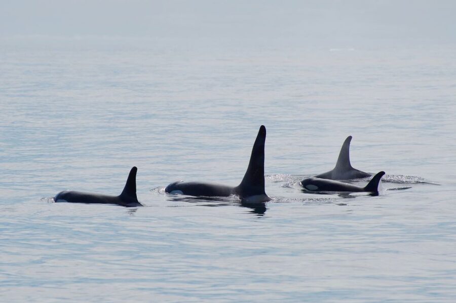 Seward: Resurrection Bay Orca Quest Cruise - Key points to know before you book
