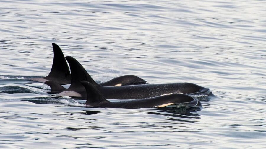 Seward: Resurrection Bay Orca Quest Cruise - How the crew searches for orcas