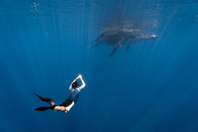 Shared Whale Expedition - Four Hours on Moorea’s Open Water