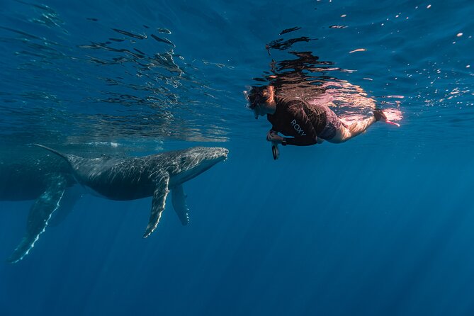 Shared Whale Expedition - Dolphins, Turtles, Rays, and Sharks