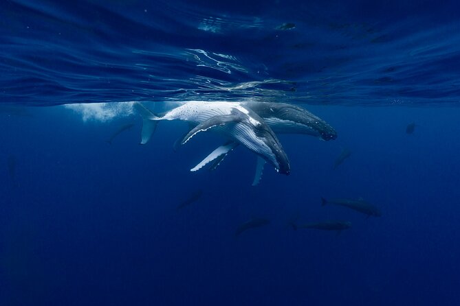 Shared Whale Expedition - Guides Who Keep the Experience Personal