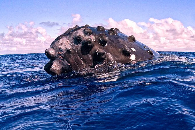 Shared Whale Expedition - Weather, Seasickness, and Physical Demands