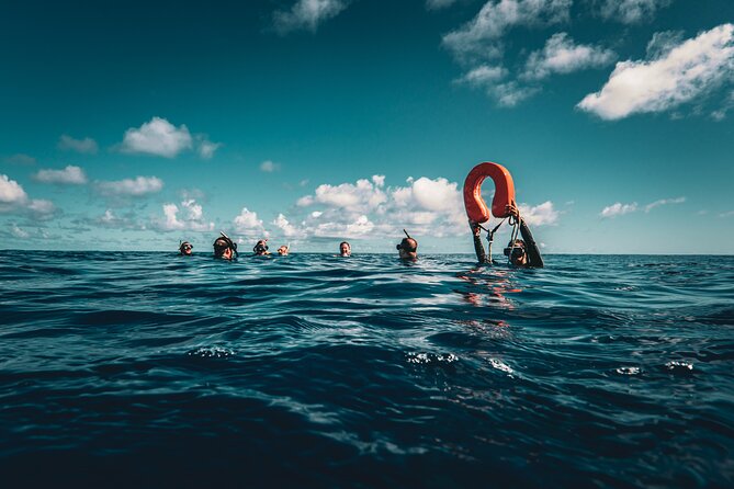 Shared Whale Expedition - Who Should Book Ultra Reef