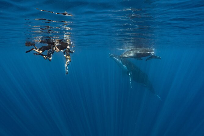 Shared Whale Expedition - Getting Into the Water With the Whales