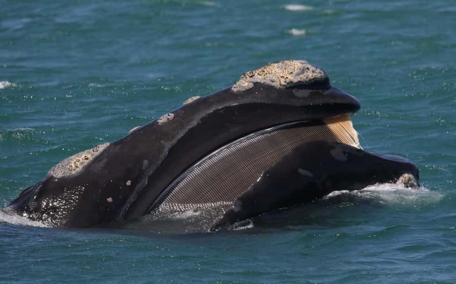 Shark & Whale Trip Combo - Starting at 1 Swart Street in Kleinbaai