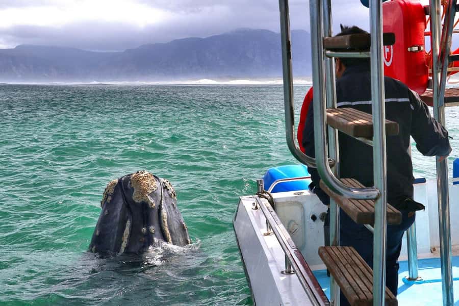 Shark & Whale Trip Combo - Breakfast, lunch, and the welcome back on shore
