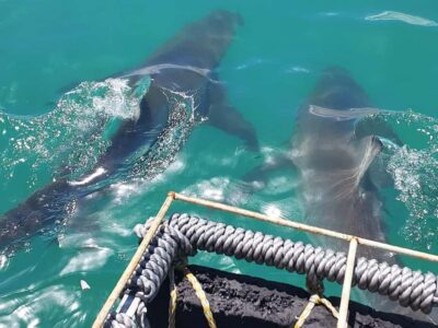 Shark & Whale Trip Combo