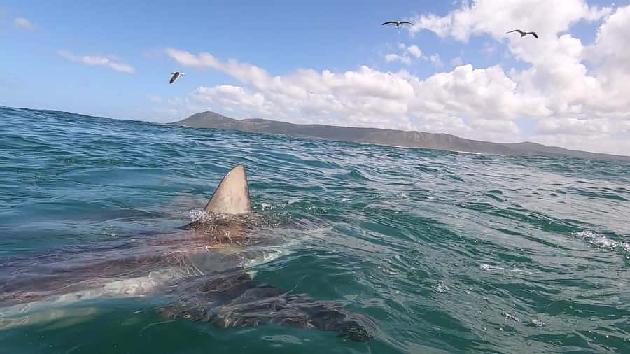 Shark & Whale Trip Combo - Who will enjoy this most