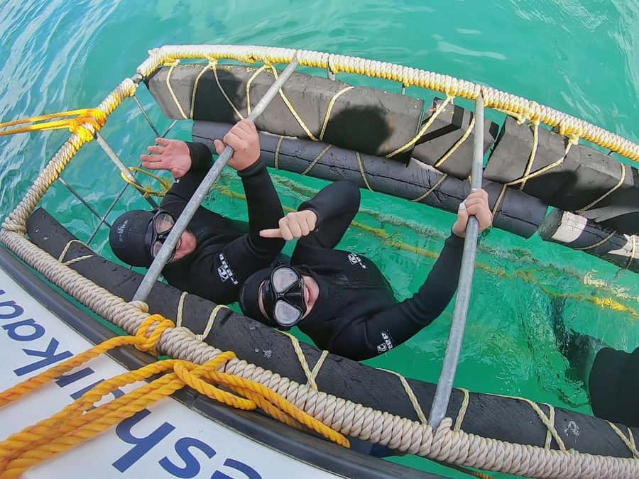 Shark & Whale Trip Combo - How the experience compares with a simple whale trip