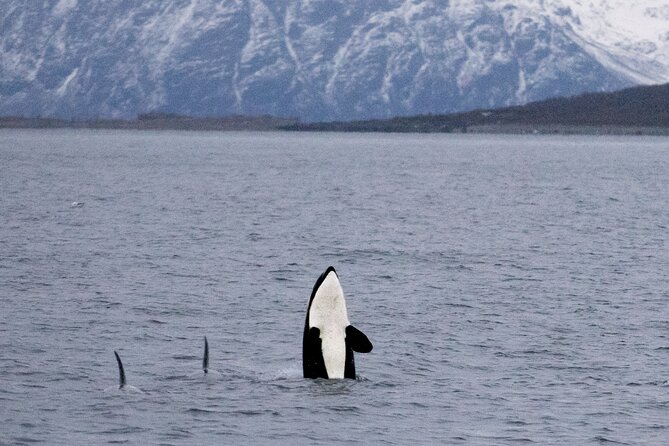 Silent Whale Watching by Hybrid-Electric Boat from Tromsø - A long Arctic day from Tromsø to Skjervøy