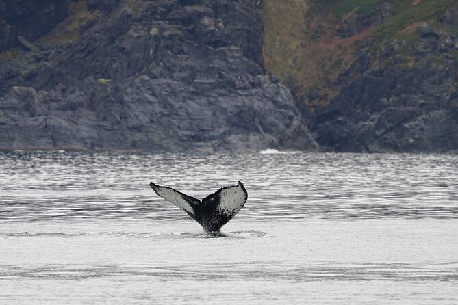 Silent Whale Watching by Hybrid-Electric Boat from Tromsø - What you might see, and how close