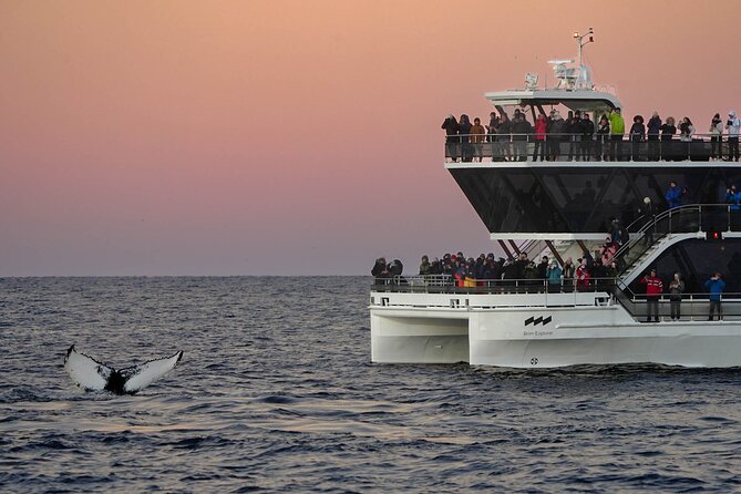 Silent Whale Watching by Hybrid-Electric Boat from Tromsø - The Brim Explorer boat and life onboard