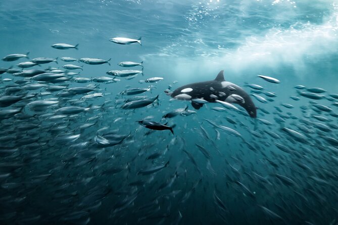 Silent Whale Watching by Hybrid-Electric Boat from Tromsø - Rough water, motion sickness, and safety