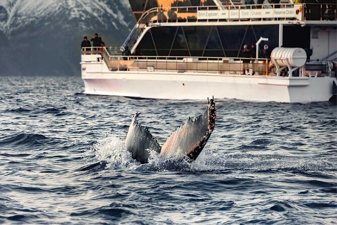 Silent Whale Watching on Hybrid-Electric Boat with Scenic Bustrip - Kvænangen is the whale-search zone