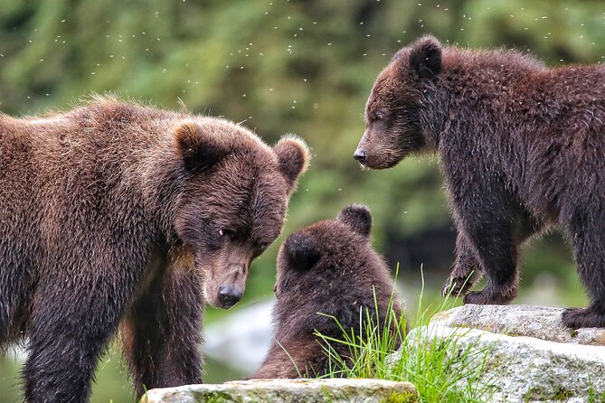 Sitka Premier Whale Watching and Wildlife Tour - What makes this Sitka boat trip worth considering
