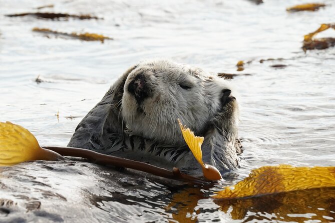 Sitka Premier Whale Watching and Wildlife Tour - The guides: Parker, Mike, and local perspective