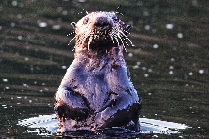 Sitka Premier Whale Watching and Wildlife Tour - Booking and cancellation details to know