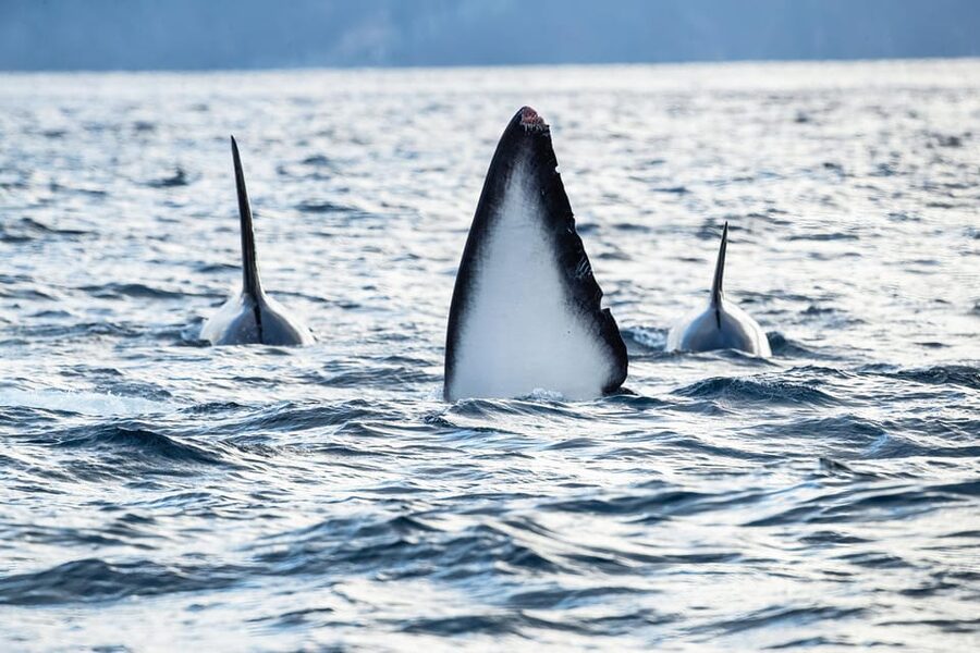 Skjervøy: Orca and Whale-Watching comfort heated Boat Trip - Booking flexibility and practical timing