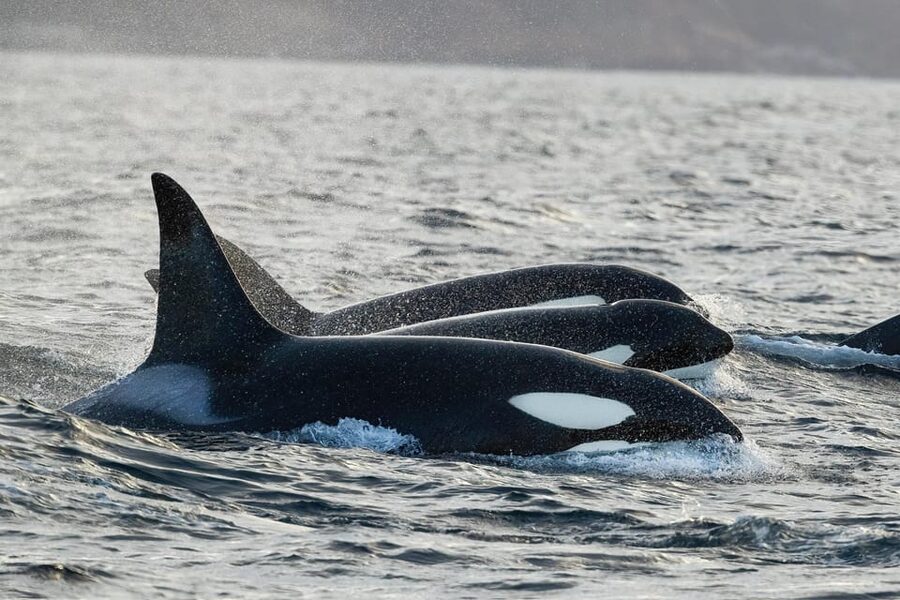 Skjervøy: Orca and Whale-Watching comfort heated Boat Trip - The best moments happen when the engine stops