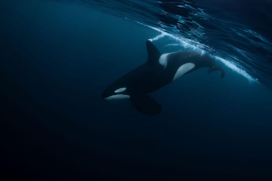 Skjervøy: Orca and Whale-Watching comfort heated Boat Trip - What the hydrophone adds to the trip