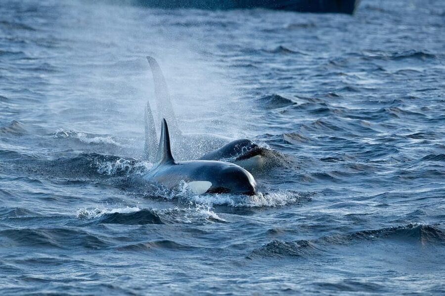 Skjervøy: Orca and Whale-Watching comfort heated Boat Trip - Photography help for serious and casual shooters