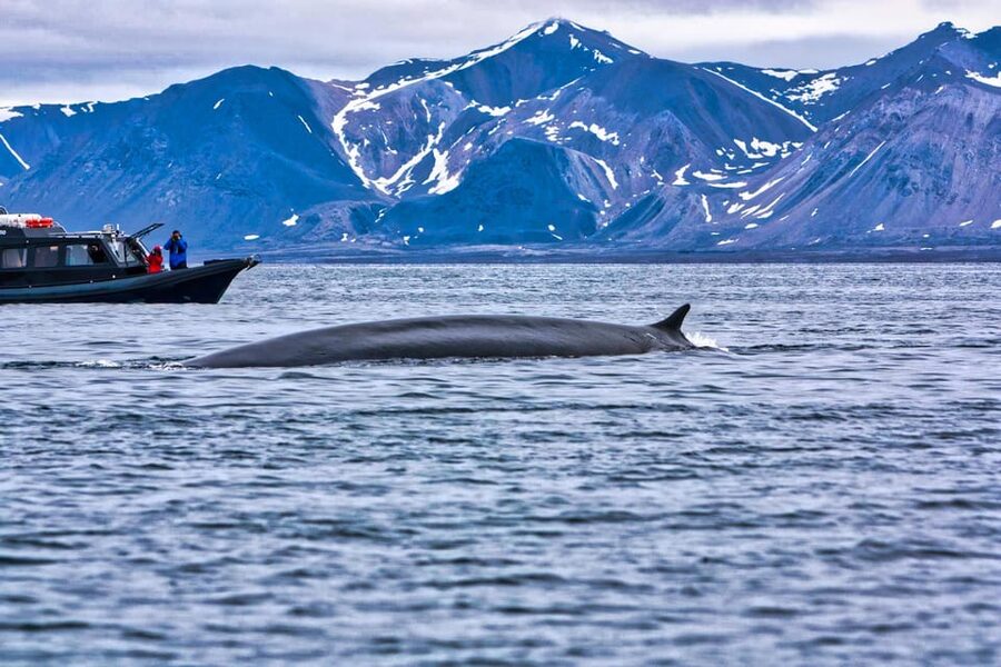 Skjervøy: Orca and Whale-Watching comfort heated Boat Trip - Comfort, facilities, and seasickness