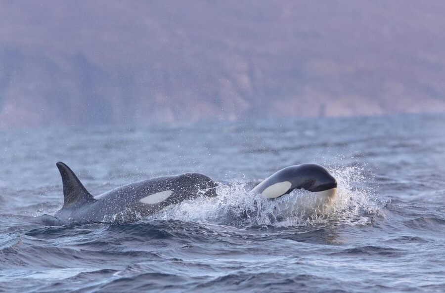 Skjervøy: Orca and Whale-Watching comfort heated Boat Trip - Who will enjoy this most?