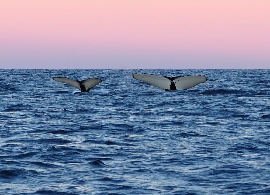 Skjervøy: Whale and Orca Watching Tour by RIB Boat - Should you book the Skjervøy RIB tour?