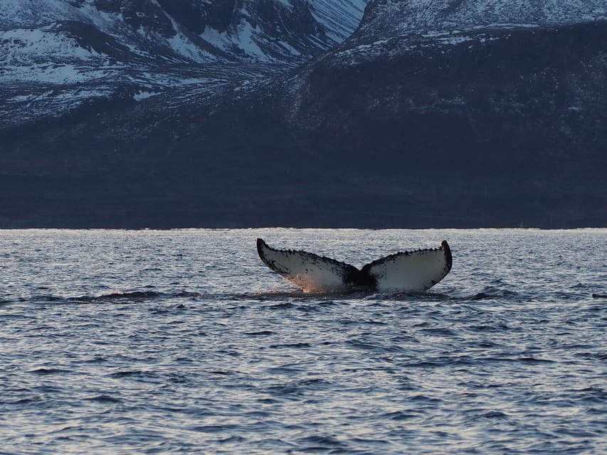 Skjervøy: Whale and Orca Watching Tour by RIB Boat - Setting out from central Skjervøy