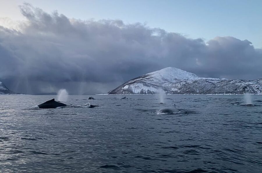 Skjervøy: Whale and Orca Watching Tour by RIB Boat - Searching for four kinds of whales