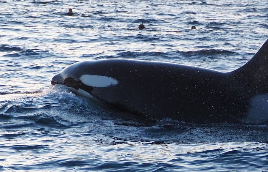 Skjervøy: Whale and Orca Watching Tour by RIB Boat - Why the two-person group matters