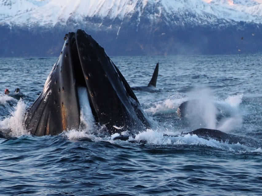 Skjervøy: Whale and Orca Watching Tour by RIB Boat - What the recent results suggest