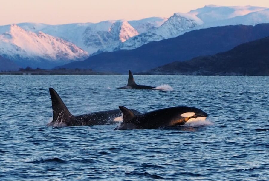 Skjervøy: Whale and Orca Watching Tour by RIB Boat - How to prepare for the cold and motion