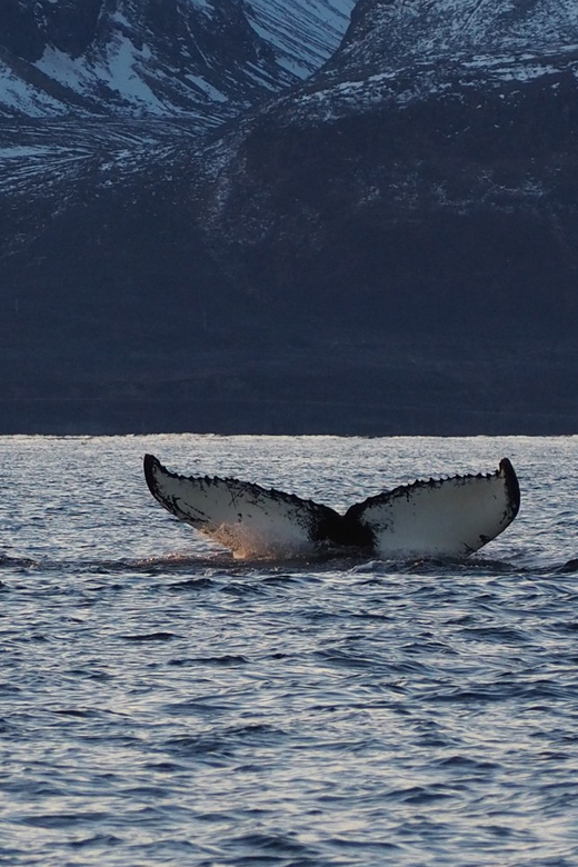 Skjervøy: Whale and Orca Watching Tour by RIB Boat - Who will enjoy this trip most?