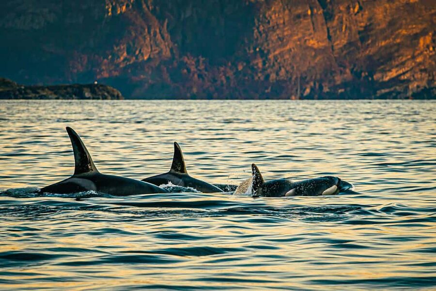 Skjervøy: Whale Watching with RIB Boat and Local Guide - Key points to know before booking
