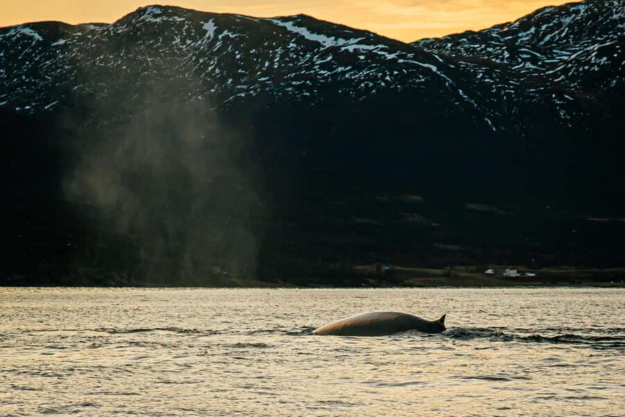 Skjervøy: Whale Watching with RIB Boat and Local Guide - Why Skjervøy is now a prime whale-watching base