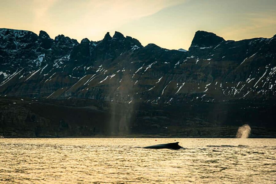 Skjervøy: Whale Watching with RIB Boat and Local Guide - Watching orcas work together