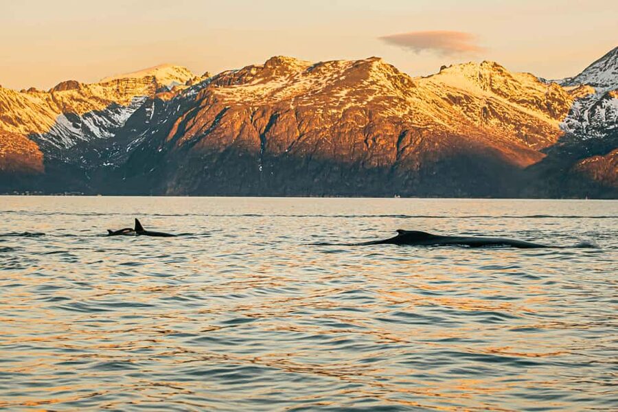 Skjervøy: Whale Watching with RIB Boat and Local Guide - The role of the local guide
