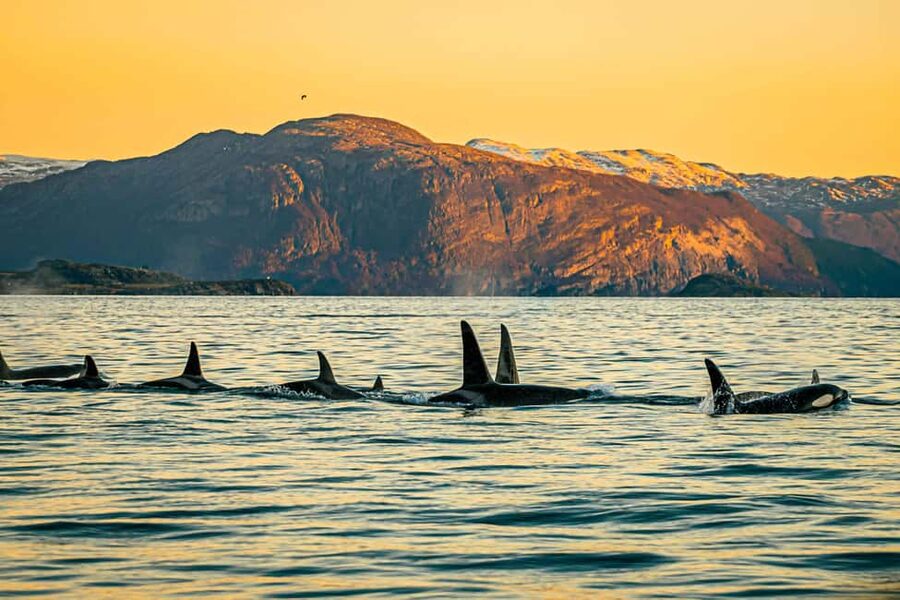 Skjervøy: Whale Watching with RIB Boat and Local Guide - Meeting at Strandveien 96