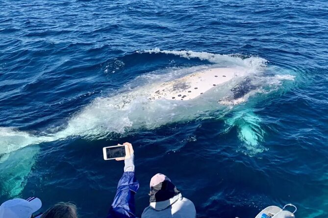 Small Boat Whale Watching Tour in Gold Coast - Key points to know before you book