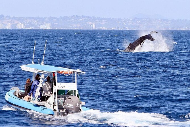 Small Boat Whale Watching Tour in Gold Coast - Why the small boat changes the whale-watching experience