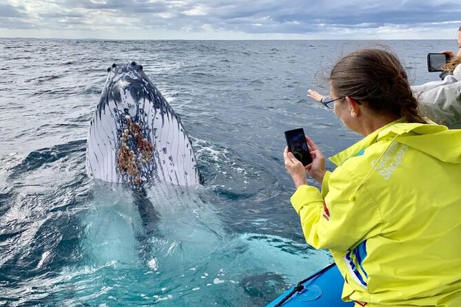 Small Boat Whale Watching Tour in Gold Coast - Close views, cameras, and getting wet