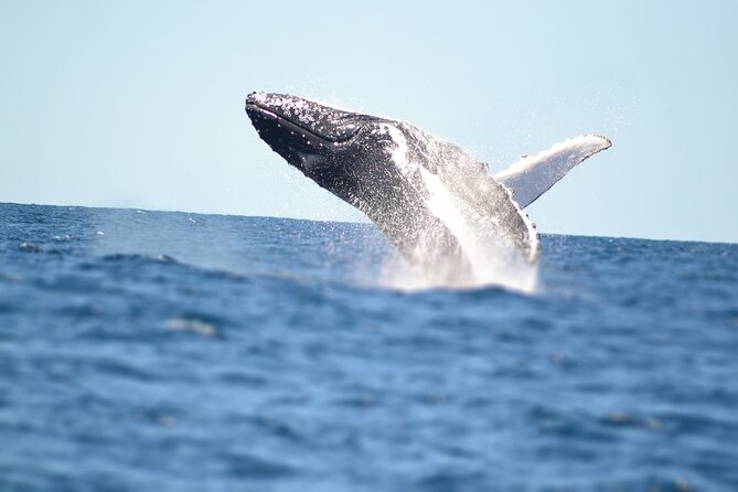 Small Boat Whale Watching Tour in Gold Coast - Booking, cancellation, and practical planning