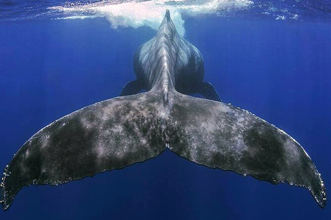 Small Group Boat Whale and Dolphin Watching Tour - Why this small boat makes a difference