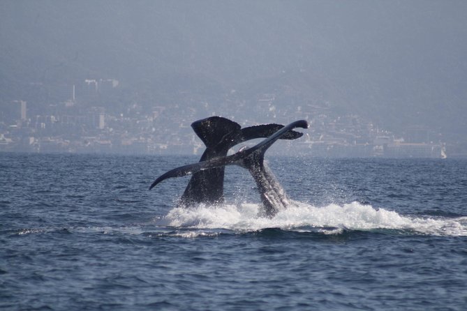 Small-Group Half-Day Whale-Watching Tour in Puerto Vallarta - Why a 12-person boat changes the day