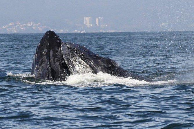 Small-Group Half-Day Whale-Watching Tour in Puerto Vallarta - Wildlife ethics are part of the experience
